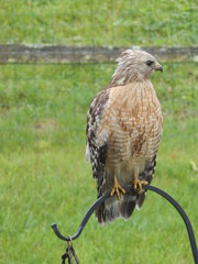 Hawk Sitting on Pole