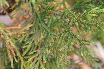 Thujopsis dolabrata nana or false arborvitae cypress branch of green plant background