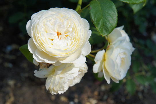 Shrub of white english climbing rose claire austin flowers