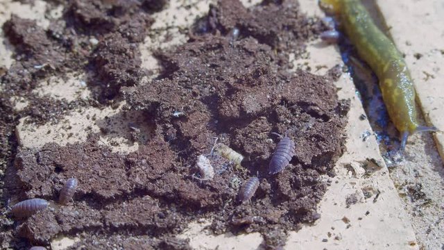 Close up of creepy crawly insects on a stone wall daytime.