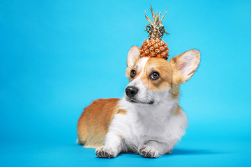 Cute red and white welsh corgi pembroke dog laying on blue background with half of fresh pineapple on its head. Funny face expression, pretty look, humor concept, indoors.