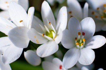 Fototapeta na wymiar Macro di un fiore di Aglio selvatico, polline caduto sui petali ed interno simile ad una corona.