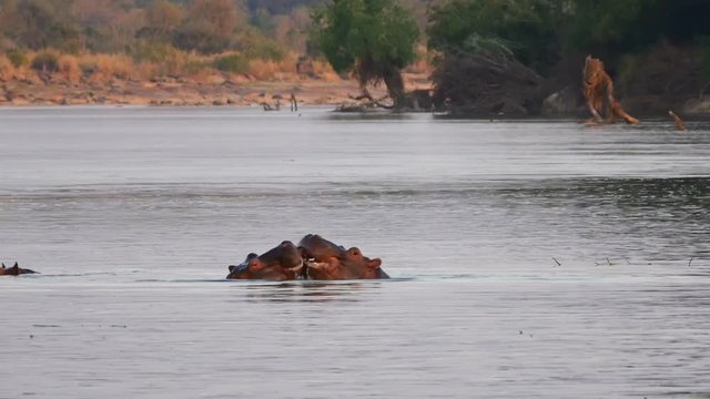 Two Hippopatamus fighting in large river.