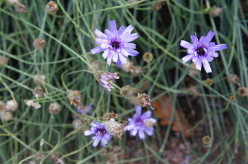 Catananche caerulea or cupid's dart violet blue flowers with green grass