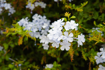 Creeping plant plumbago auriculata or  cape leadwort with blue  flowers