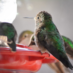Hummingbirds at a feeder.
