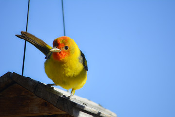 Adult male Western Tanager on a birdhouse.