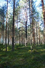 pine tree with curved branches in forest