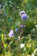 Knautia arvensis or field scabious violet flowers in garden vertical