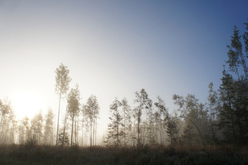 Fototapeta na wymiar Fog at the forest in the morning 