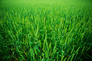 Green field of unripe wheat or rye. Nature background.
