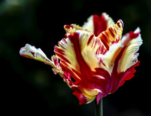 background, beautiful, beauty, bloom, blossom, closeup, color, colorful, flora, floral, flower, garden, green, macro, natural, nature, plant, red, spring, summer, tulip