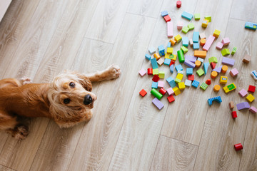 English cocker spaniel dog lying on wooden floor near colorful wooden building blocks