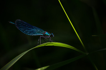 blue dragonfly on a green leaf