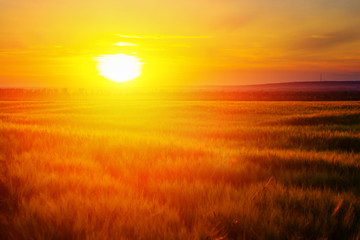 Golden wheat field and sunset. Nature background. Copy space of the setting sun rays on horizon in rural meadow.