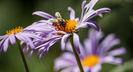 bee on a flower