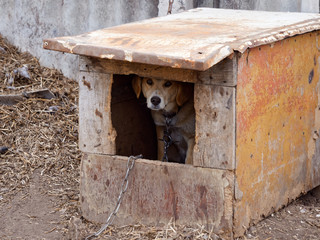 yard dog watchman in the yard booth