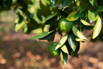 Lemon tree. Branch with fresh green lemons with drop of water after rain, leaves and flowers. Citrus garden in Sicily, Italy.