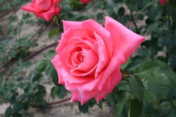 Rosa