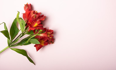 Beautiful spring bouquet of red flowers on a light pink background. Copy space.