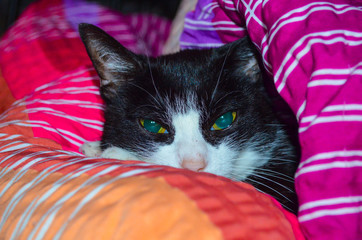 *Katze in Kuscheldecke*