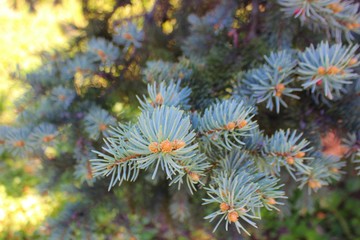 Branches of blue spruce close-up. Blue christmas tree with little cones. Background from coniferous branches. Clean air concept.