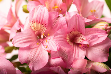 Beautiful pink spring flowers, close-up image