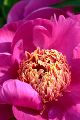 Blooming peony closeup with blurry background