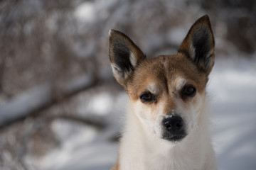 Norwegischer Lundehund