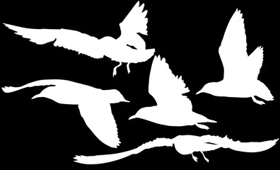 isolated white group of five seagulls silhouettes