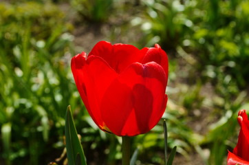 Tulip flowers bloom in spring background the background of blurry tulips in a tulip garden. Nature.