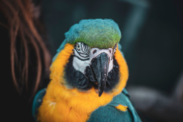 Blue and yellow macaw ara © Andra