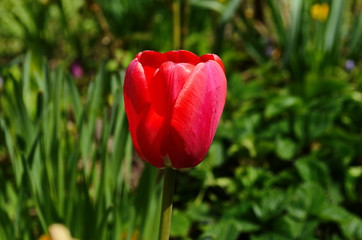 Tulip flowers bloom in spring background the background of blurry tulips in a tulip garden. Nature.