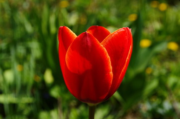 Tulip flowers bloom in spring background the background of blurry tulips in a tulip garden. Nature.