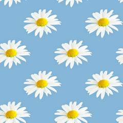 Seamless pattern with chamomiles on a blue background