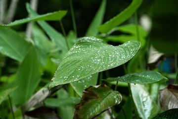 Fototapeta na wymiar Raindrops on a green leaf. Natural hydration of plants.