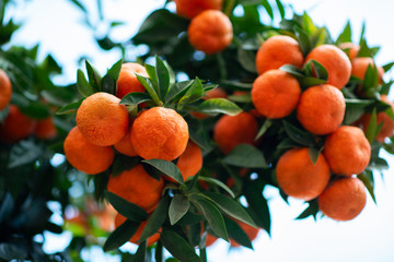 Orange tree with ripe fruits. Tangerine. Branch of fresh ripe oranges with lush leaves in sun beams. Satsuma tree picture. Citrus