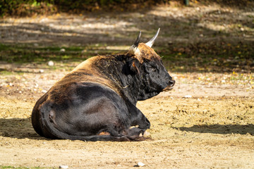 Heck cattle, Bos primigenius taurus or aurochs in the zoo