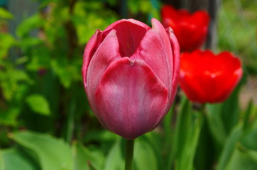 Tulip flowers bloom in spring background the background of blurry tulips in a tulip garden. Nature.