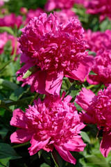 Blooming peony closeup with blurry background