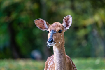 Nyala Antelope - Tragelaphus angasii. Wild life animal.