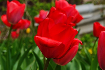 Tulip flowers bloom in spring background the background of blurry tulips in a tulip garden. Nature.