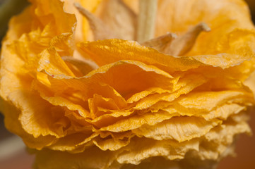 Dry Ranunculus flower, close up shot