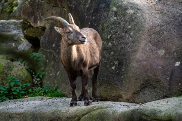 Male mountain ibex or capra ibex on a rock