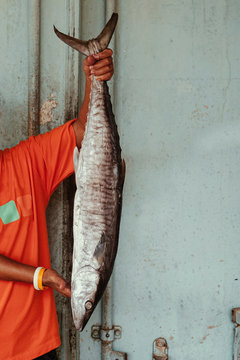 Whole Salted mackerels fish or Pla Insee Kem in local fisherman hands.