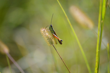 A tiny Grasshopper resting  