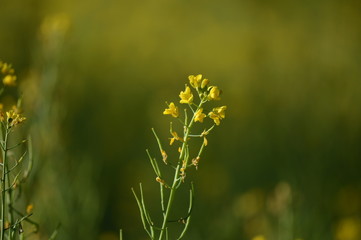 A beautiful mustard plant with flowers and seeds.