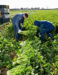 Farmers hand harvesting celery