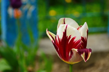 Tulip flowers bloom in spring background the background of blurry tulips in a tulip garden. Nature.