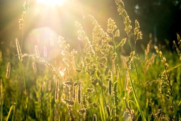 summer sunset on green meadow and sunbeams through grass in the evening. Scenery landscape of bright sunrays over green field. Summer nature. Natural sunlight.